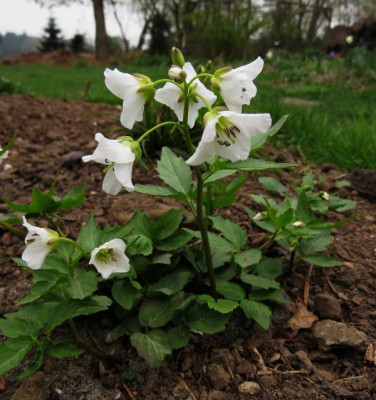 IMG_3133_Dentaria_waldsteinii_groblutig.jpg