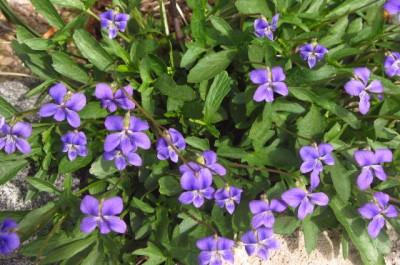 Viola_pinnata.jpg