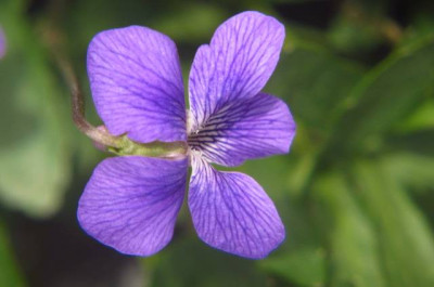 Viola__pinnata_Blute.jpg