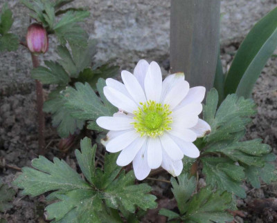 AnemonePinkStarOderWas1.jpg