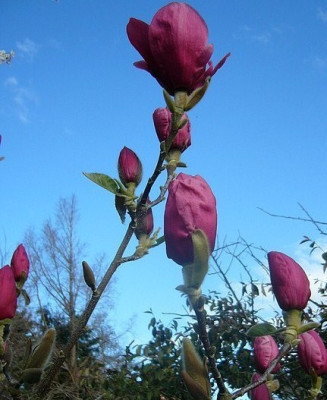 Magnolia__2014_1.jpg