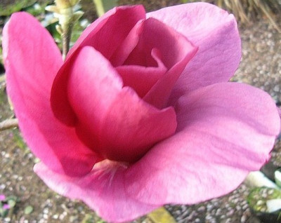 Magnolia_2014_2.jpg
