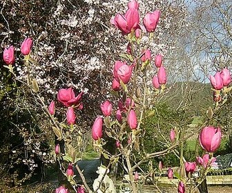 Magnolia-3.jpg