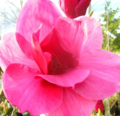 Magnolia-4.jpg