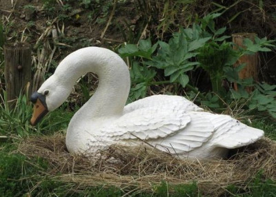 Schwan-ax.jpg