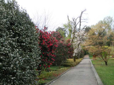 Feriolo_Lago_Maggiore_31.03_bis_3.04.14_079.JPG