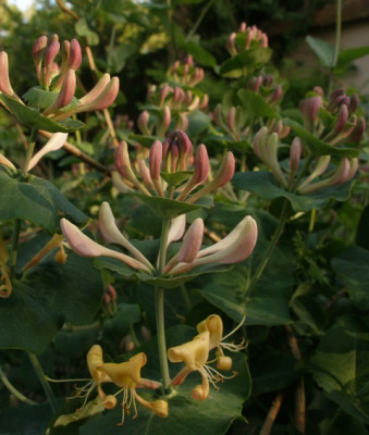 2005-05-04_lonicera_caprifolium.jpg