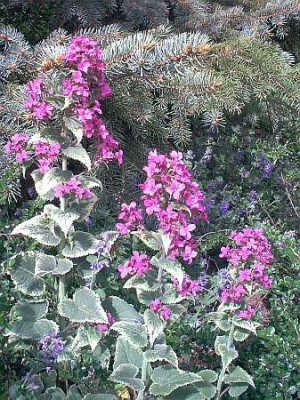 Lunaria_a._variegata.jpg