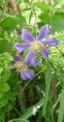 Clematis_integrifolia_._Juuli_3.jpg