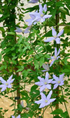 Cl_cadmia_2120_2_resize.JPG