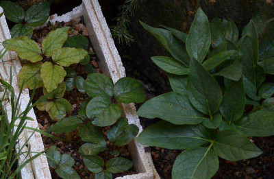 paeonia_cambessedesii_1_14-04-05.jpg