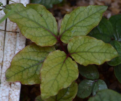 paeonia_cambessedesii_3_14-04-05.jpg