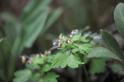 Isopyrum_nipponicum_04.jpg