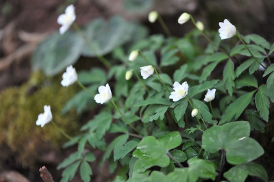 Anemone_nem._Plena.jpg