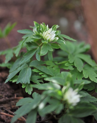 Anemone_nem._04.jpg