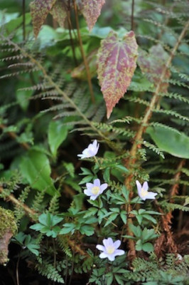 A._nem._Robinsoniana.jpg