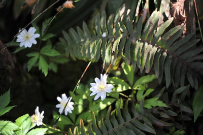 A._nemorosa_04.jpg