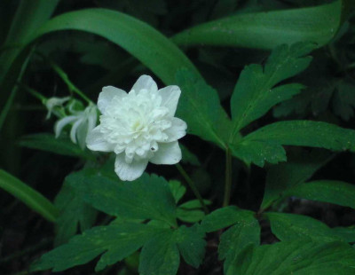 2013AnemoneVestal3.JPG