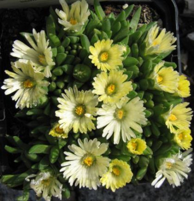 IMG_0806_Delosperma_congestum_Album.jpg