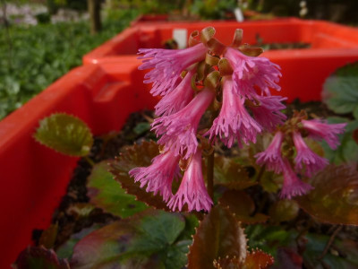 Shortia_solanelloides_f._alpina.jpg