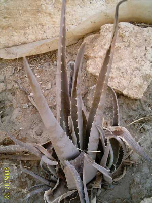 aloe-vera01.jpg