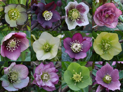 Helleborus_2014_mit_rand_80k.jpg