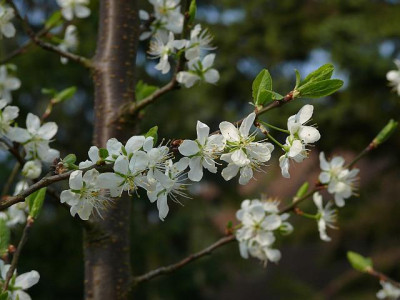 spilling_blueten_2014-04-03_662_80k.jpg