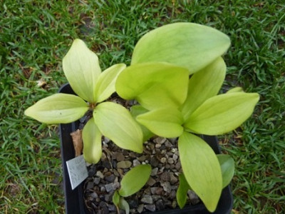 Lilium_martagon_var_caucasicum_Nahrstoffmangel.jpg