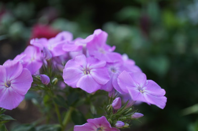Phlox_p._Hortensia.jpg