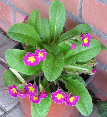 Primel_20140409_005_kl.jpg
