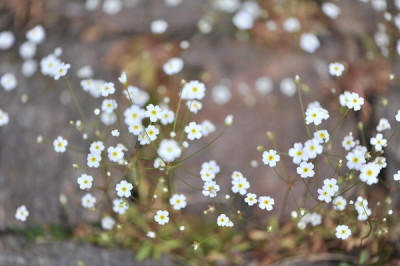 Androsace_septentrionalis_04.jpg