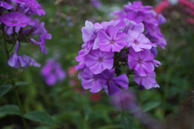 Phlox_p._Frithjof.jpg