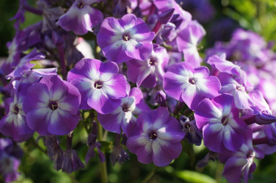 Phlox_p._Eclaireur.jpg