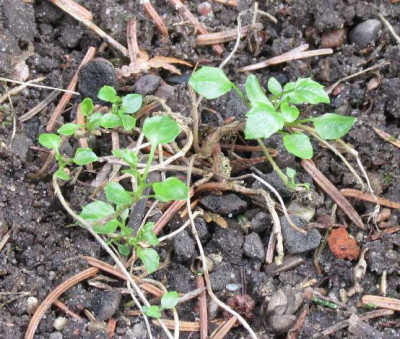 AustriebCampanulaCochleariifolia.jpg