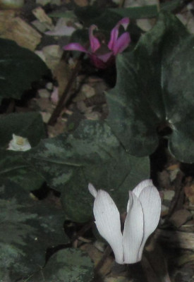 repandum_wei-ax.jpg