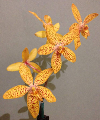 Renanthopsis_Mildred_Jameson_Bonsall_04-2014_900x900_80KB.jpg