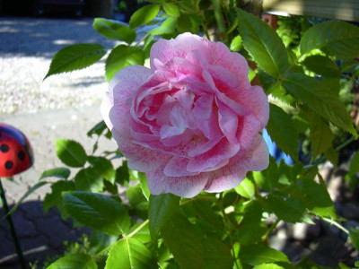 DSCN0003.JPG
