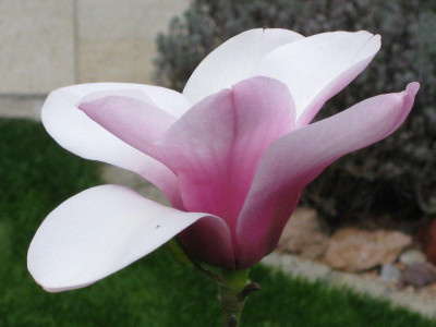 Serene2a_04_2014.jpg