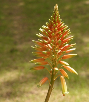 2005-07-07_aloe_sp_reingrune_blatter.jpg