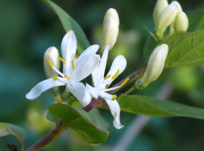 Lonicera_morrowii_Norwegica..jpg