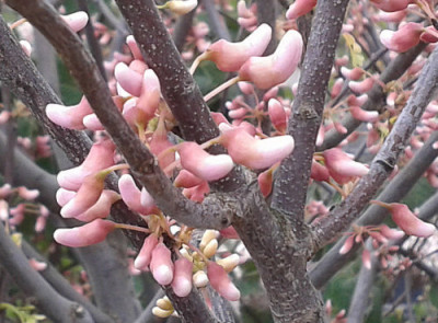 Cercis_canadensis_Pauline_Lily.jpg