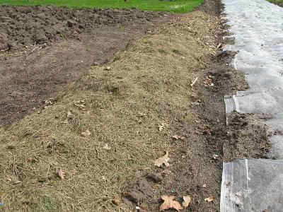 Mulchkartoffeln_11.4.14_ue.jpg