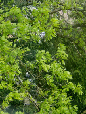 traubeneiche-100414.jpg