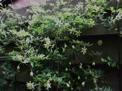Clematis_fragrant_Oberon__...___11.4.14_002.jpg