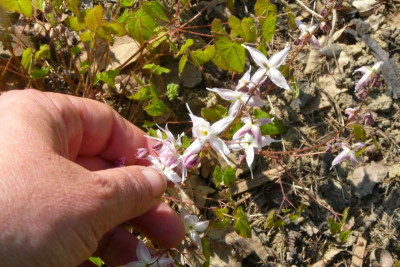 2011-04-17_Akebono.jpg
