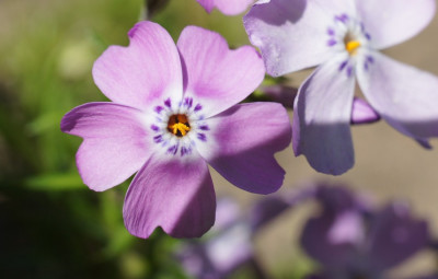 Phlox_sub._Linner_Traum.jpg