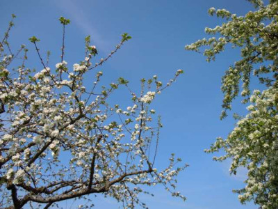 Pfingstrosenaustriebe_120414_007.JPG
