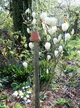 Pfingstrosenaustriebe_120414_003_18.JPG