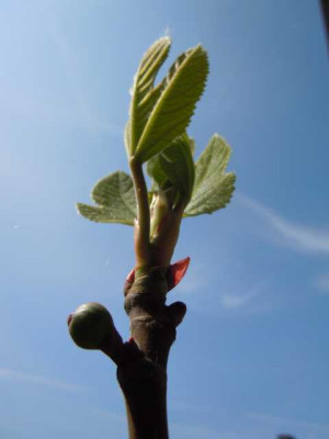 Pfingstrosenaustriebe_120414_017.JPG