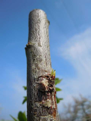 Pfingstrosenaustriebe_120414_009.JPG